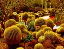 Cactus Desert Escape
