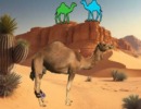 Camel’s Release Desert Discovery