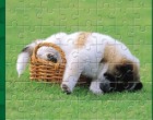 子犬のジグソーパズルゲーム プレイフル パピー アウトドア パズル