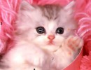 キュートキャット