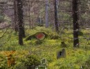 Mysterious Autumn Forest 4