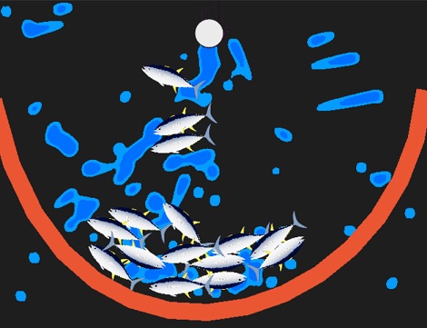 マグロながし