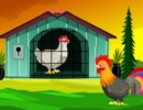 White Leghorns Escape