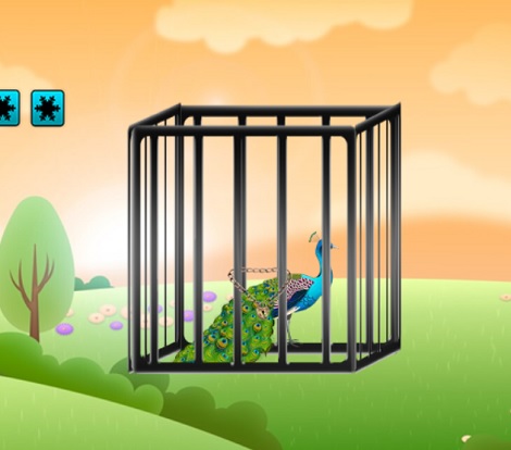 Rescue The Radiant Peacock